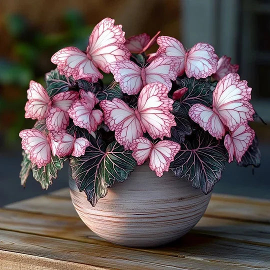 💥 Új begóniák 🦋 Pillangóbegónia magok 🌱 Bonsai, amilyet még soha nem láttál